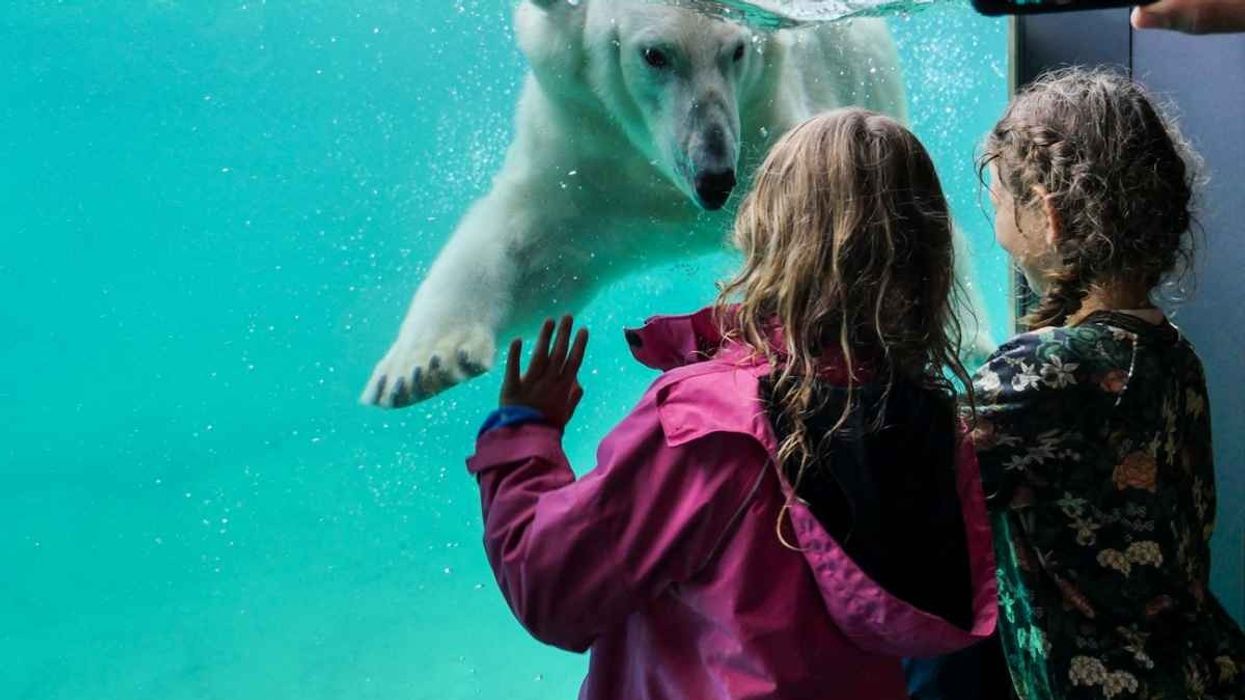 girls look at polar bear in Polarium, Zoo Rostock