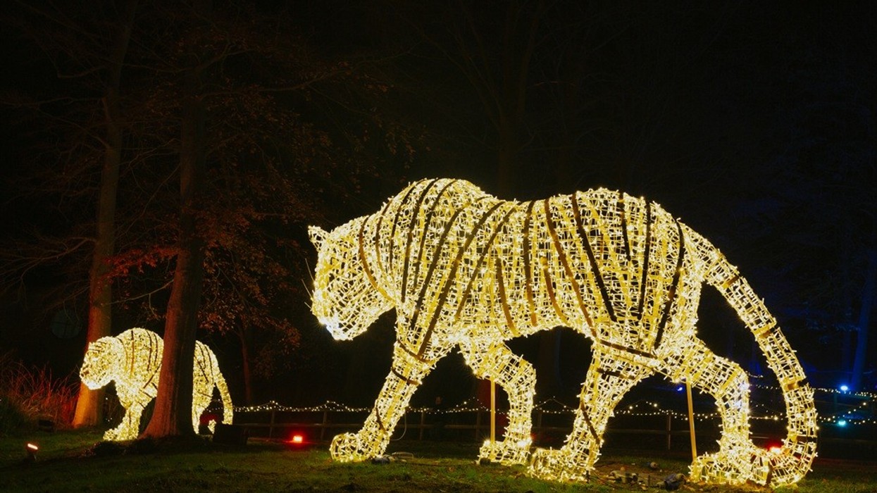 Glowing tiger sculptures made of lights in a dark park setting.