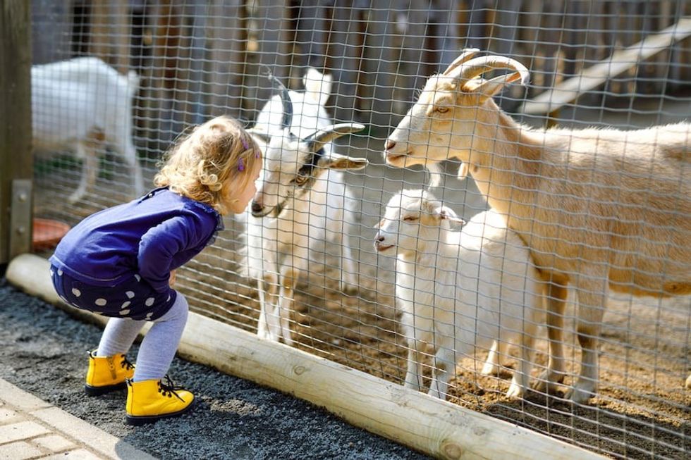 Glrl-at-zoo-with-goats