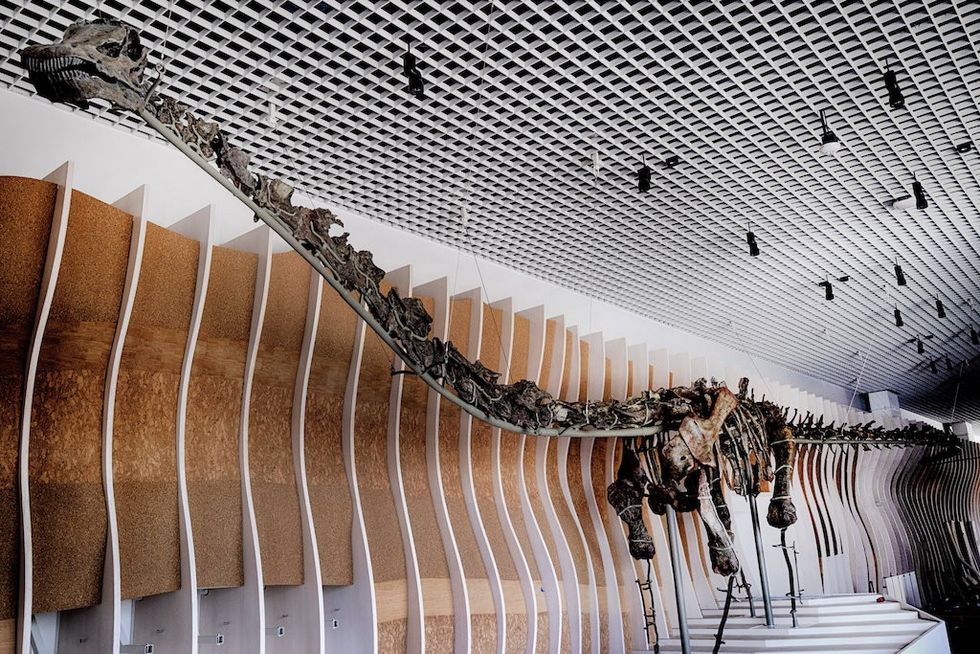 gnatalie Natural History Museum of Los Angeles County