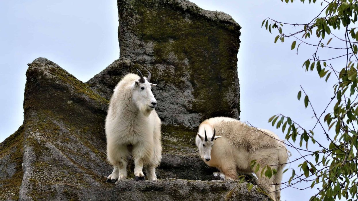 Goats at the Greater Vancouver Zoo