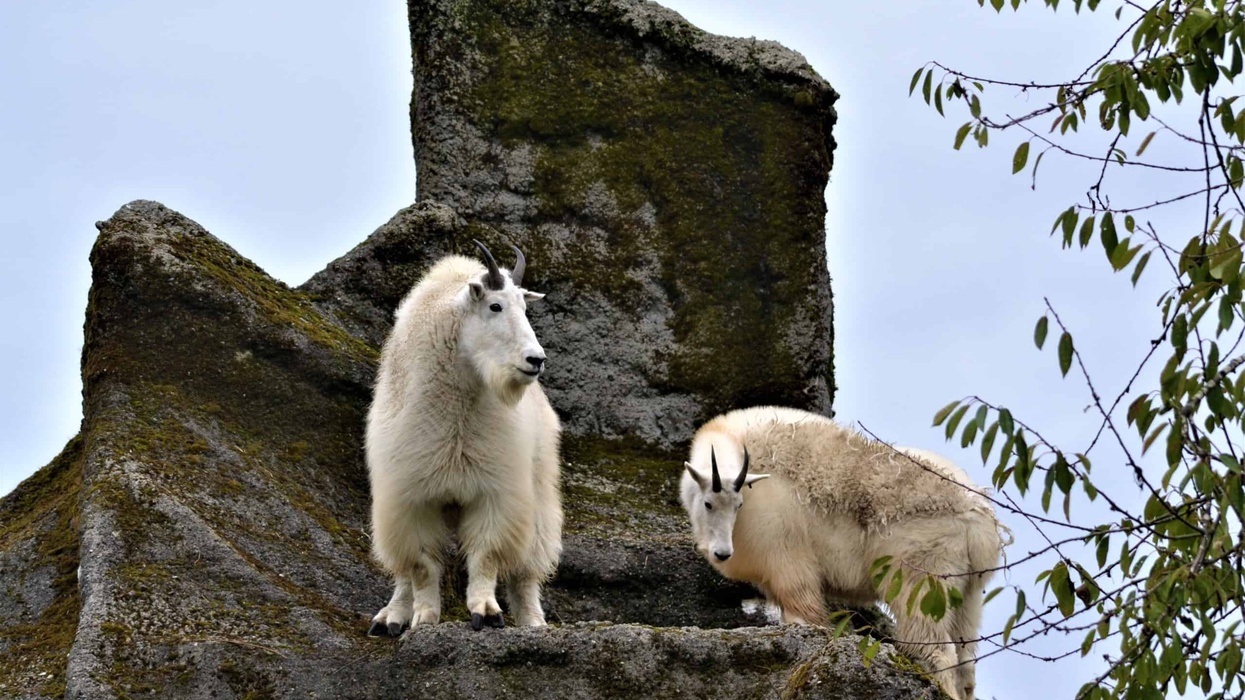 Goats at the Greater Vancouver Zoo
