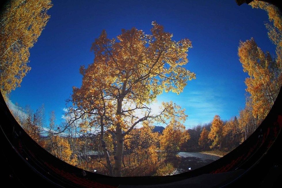 Golden autumn trees with sun rays under a clear blue sky.