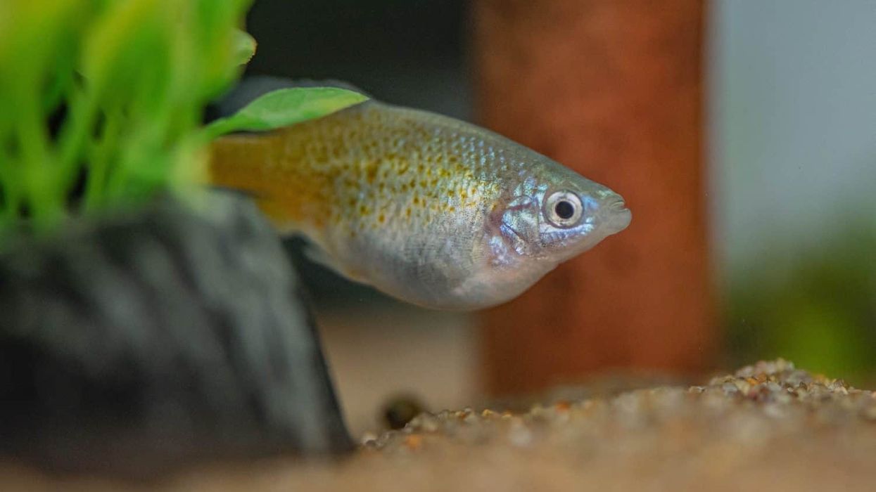 golden skiffia fish chester zoo
