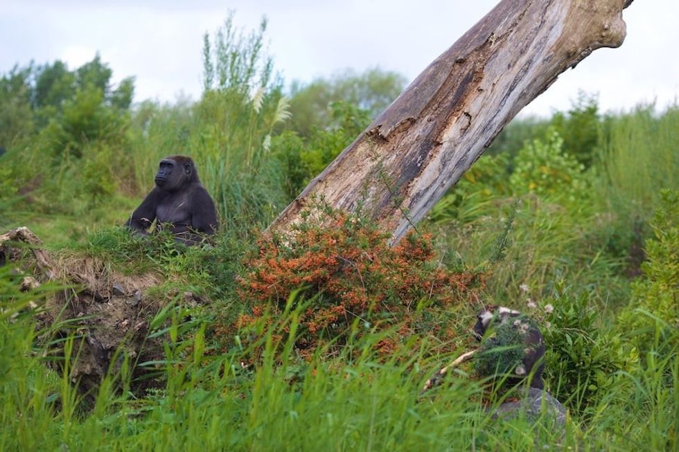 Gorilla Dublin Zoo