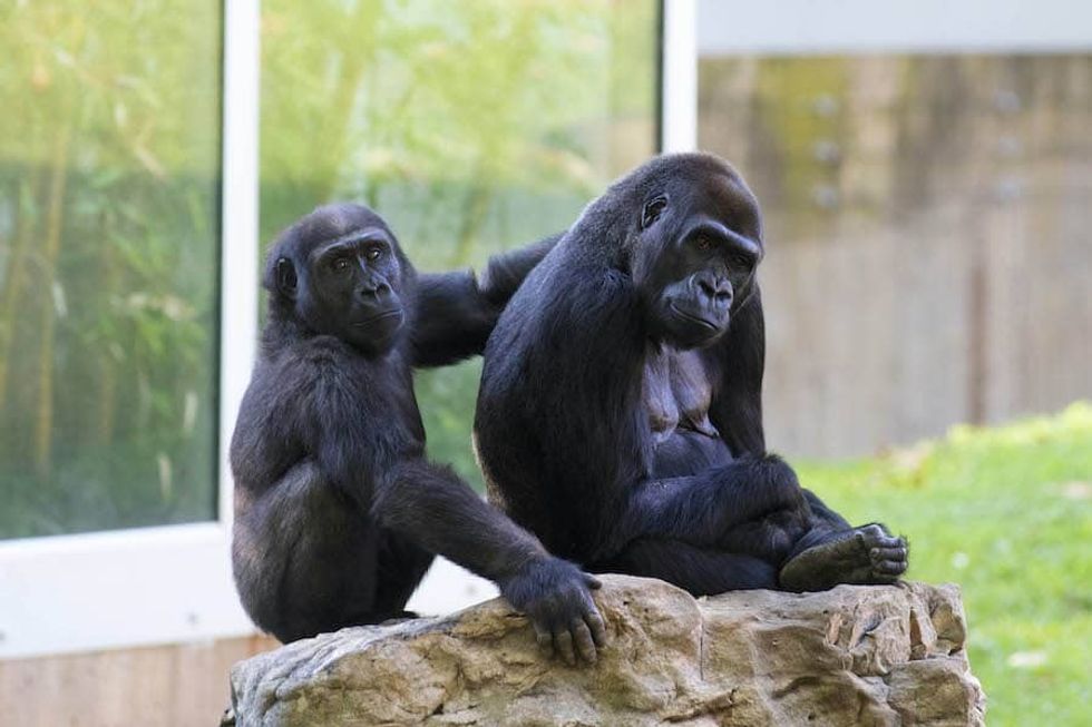 gorilla-moke-mandara smithsonian Smithsonian's National Zoo