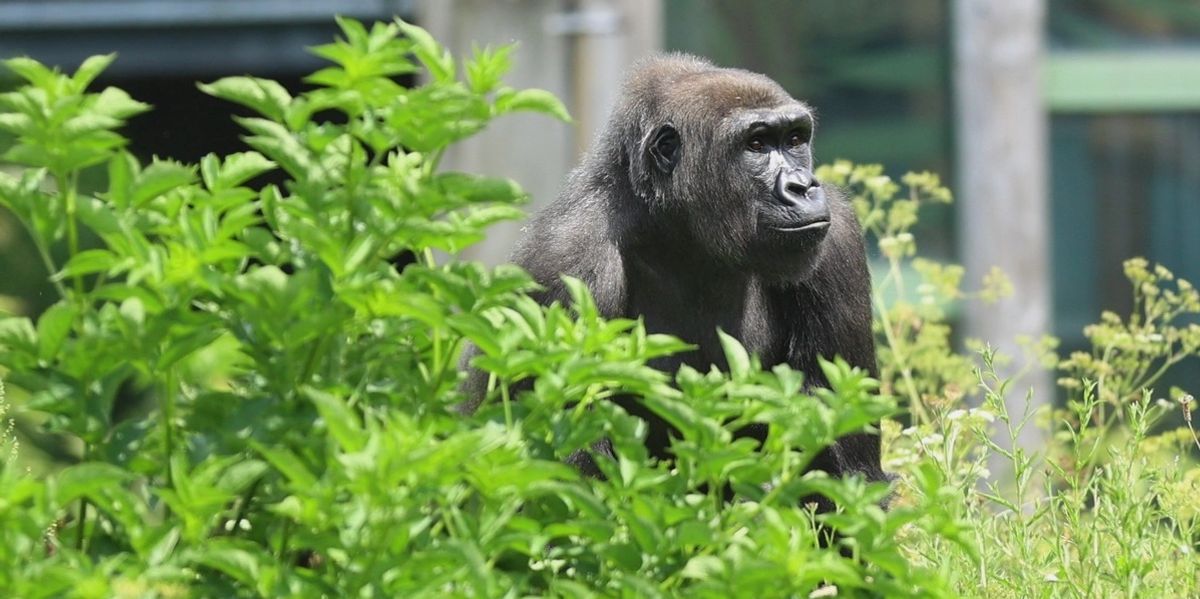Led Lit Signs Trophe How to design a modern zoo habitat: 6 expert-led steps | blooloop