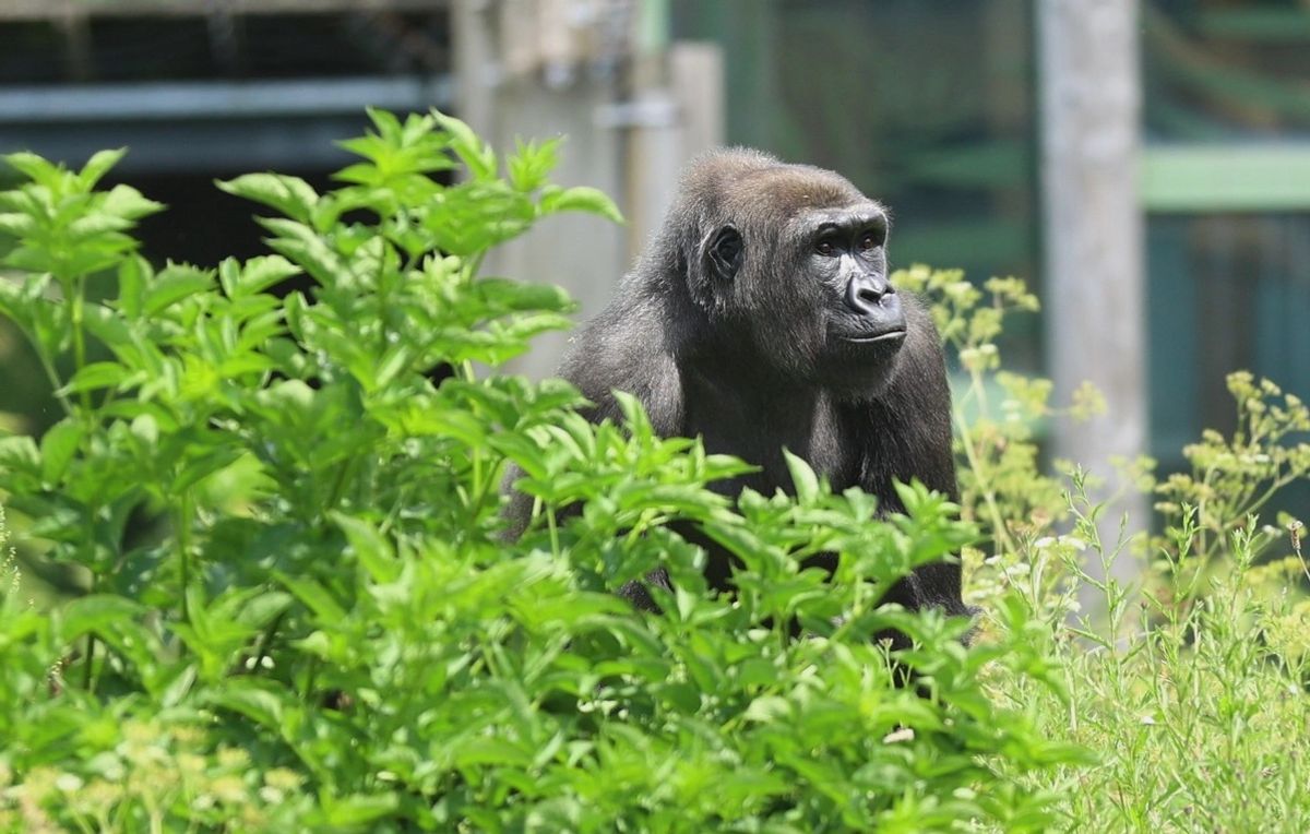 Gorilla sitting in lush greenery, looking to the right.