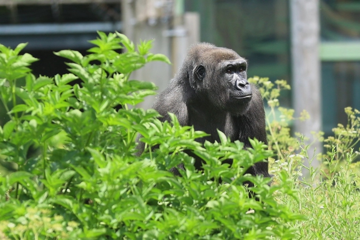 Gorilla sitting in lush greenery, looking to the right.