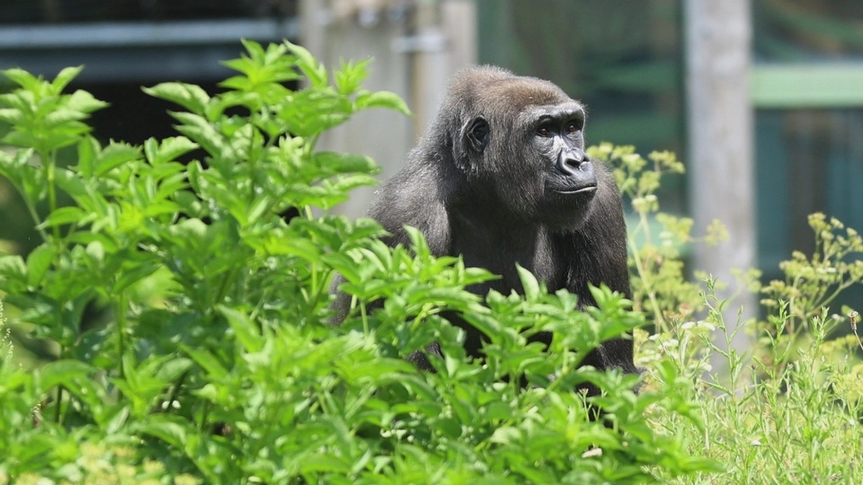 Gorilla sitting in lush greenery, looking to the right.