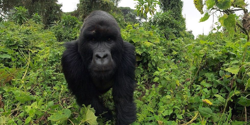 Gorilla Trek Film Still - Gorilla Stare