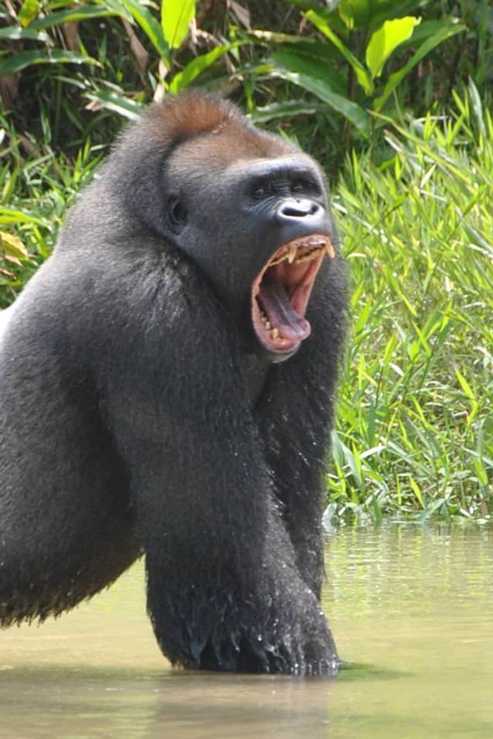 gorillas tonga 1