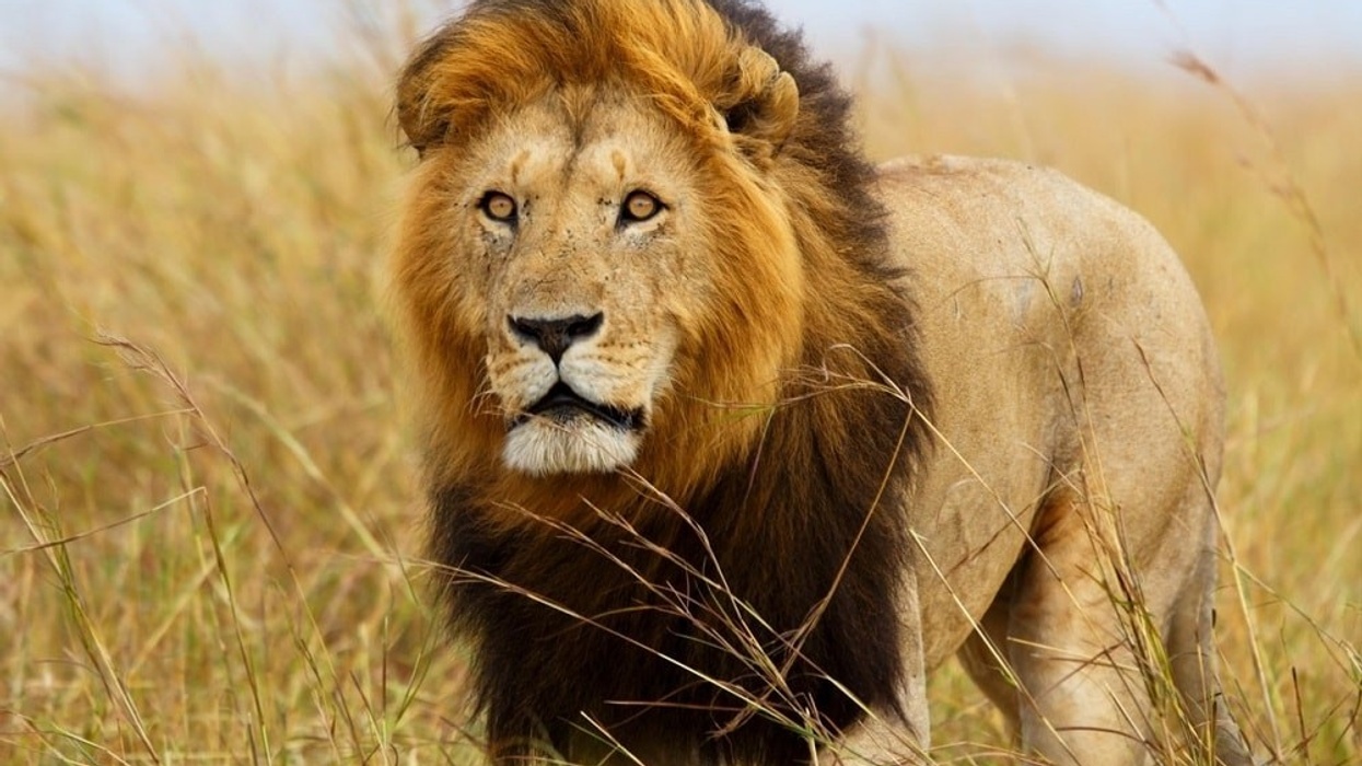 Great Plains Zoo adding lion exhibit