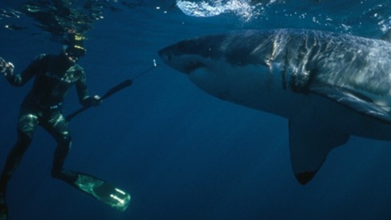 great-white-and-diver