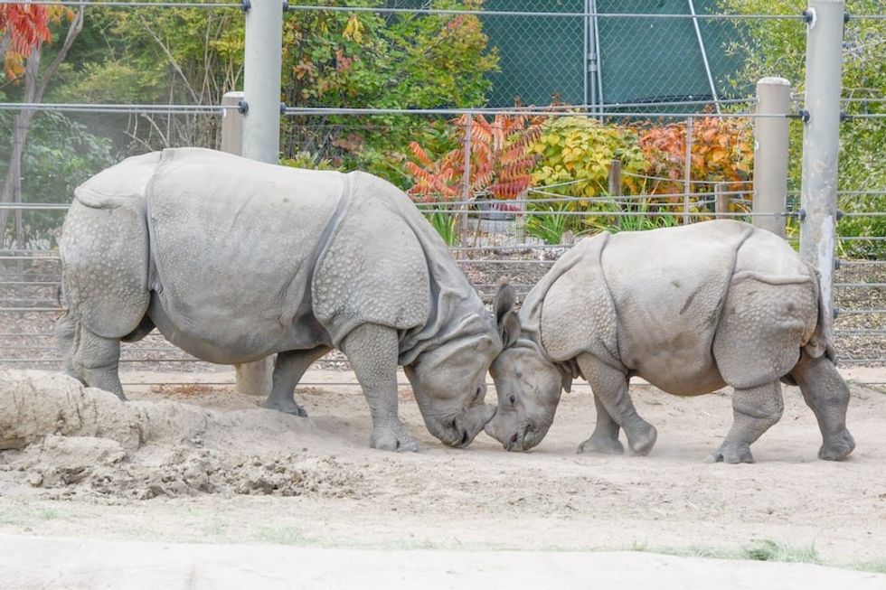 Greater One Horned Rhinos_Tensing and Joona Denver Zoo