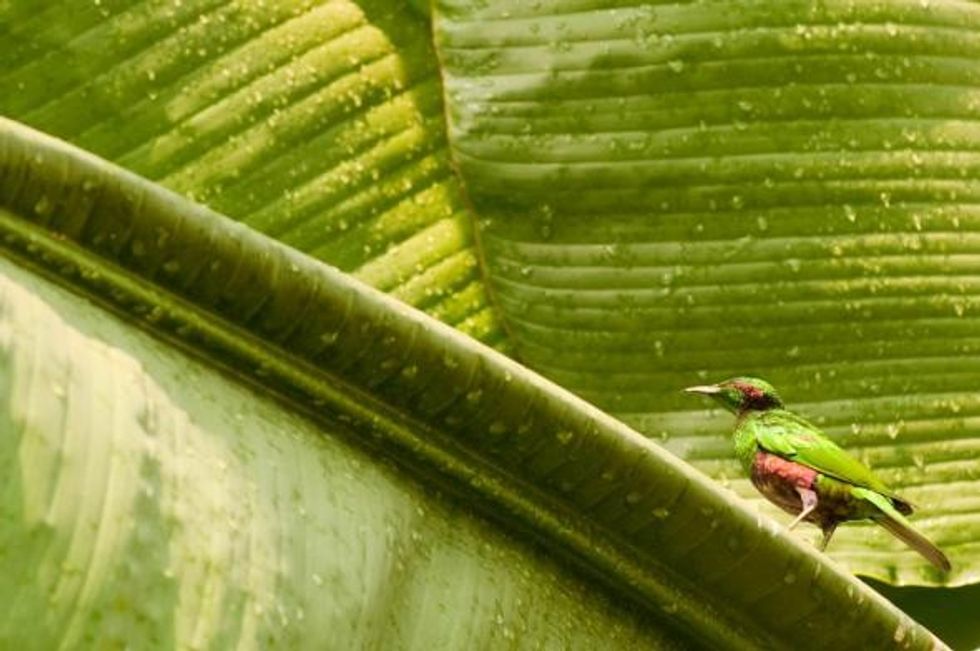 green bird green leaf orgeon zoo