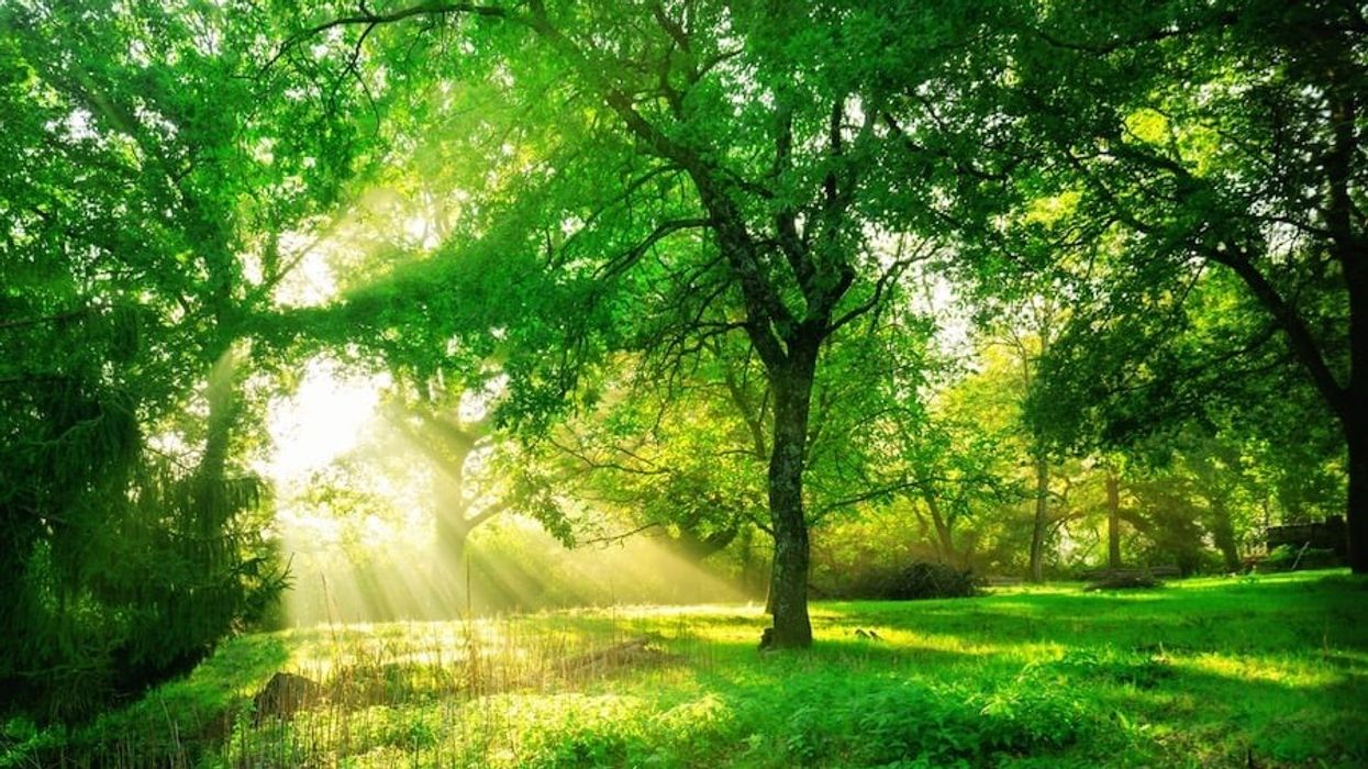 Green forest landscape background at sunrise.