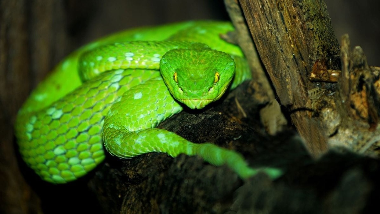 green pit viper