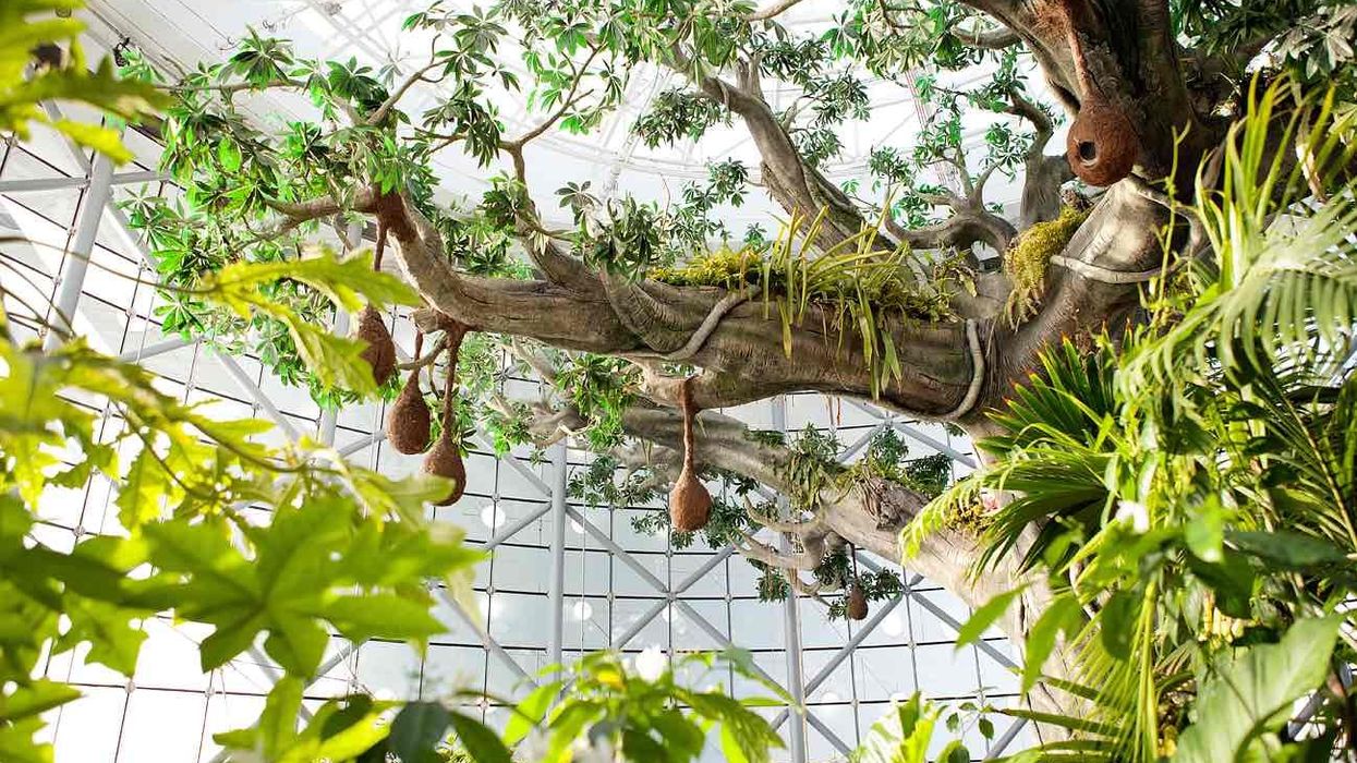 green planet dubai zooceanarium biodome 150 (1)