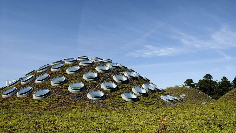 Green roof of California Academy of Sciences with round skylights and a clear blue sky.