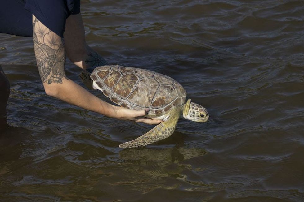 green sea turtle release