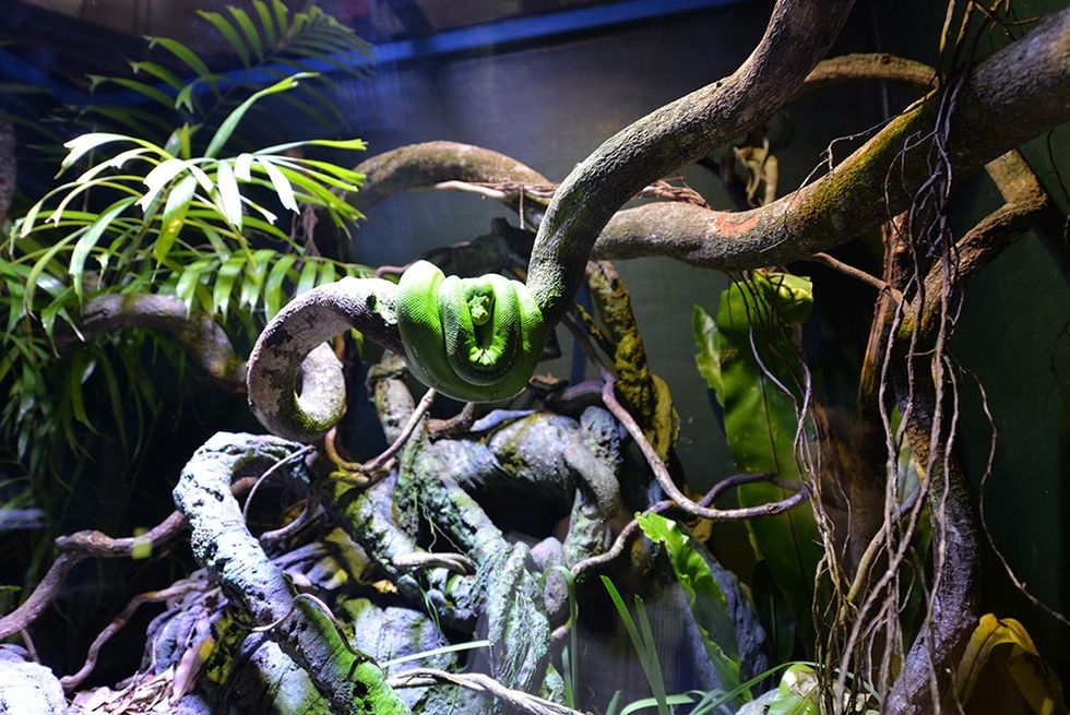 green-snake-cairns-aquarium