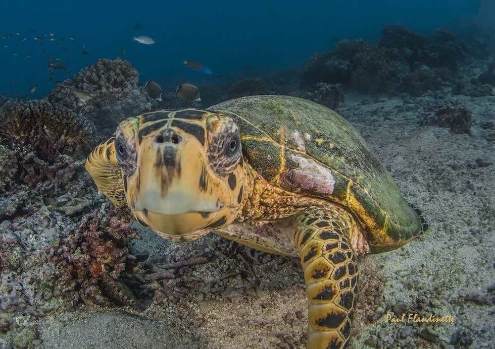 Green Turtle Chelonia Mydas in oman 2