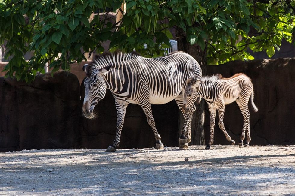 Grevys Zebra and Foal at Saint Louis Zoo top zoos and aquariums US