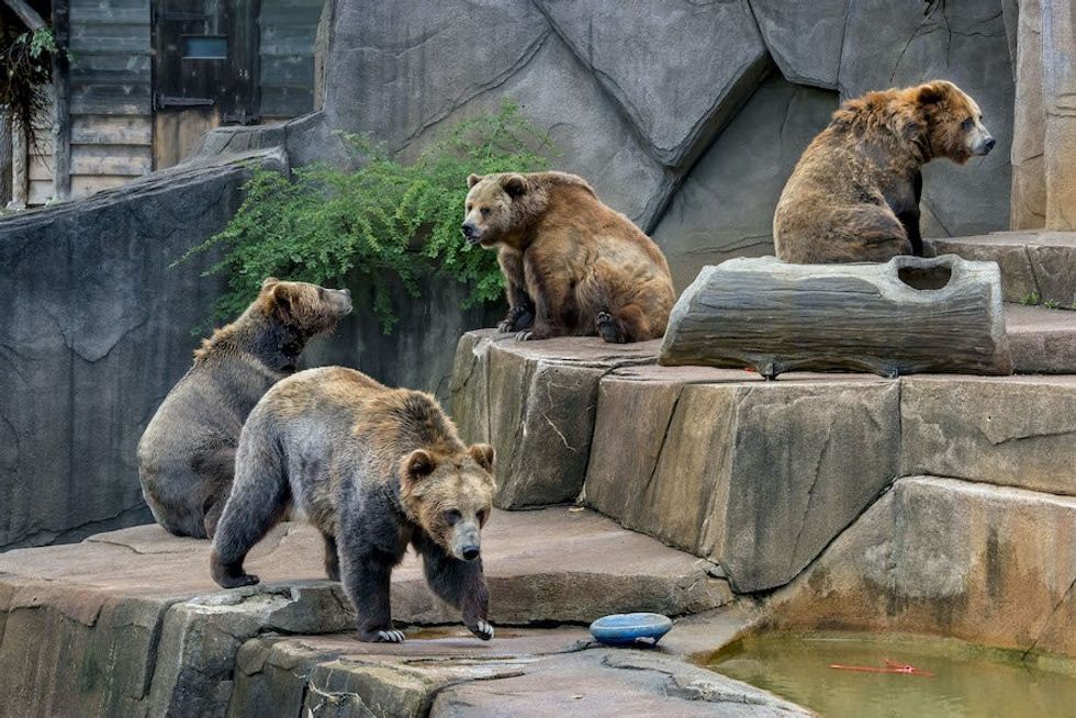 Grizzly Bears milwaukee Zoo