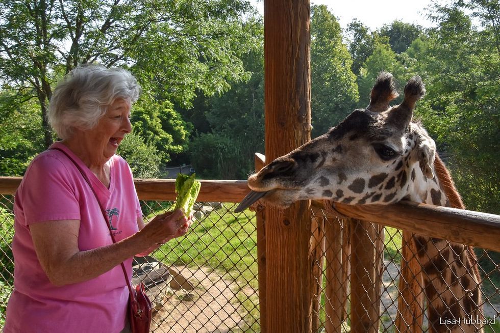 guest feeds giraffe at Cincinnati Zoo