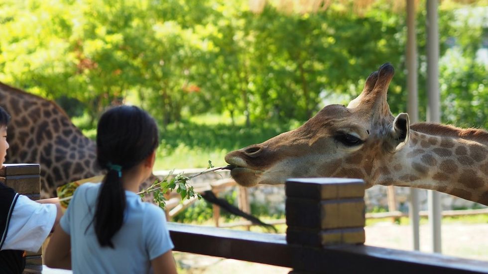 Guests feed giraffes at zoo Mission-driven sustainability