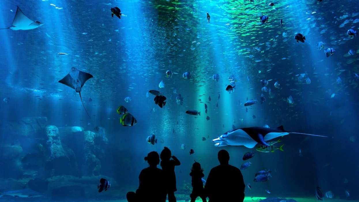Guests silhouetted against large aquarium