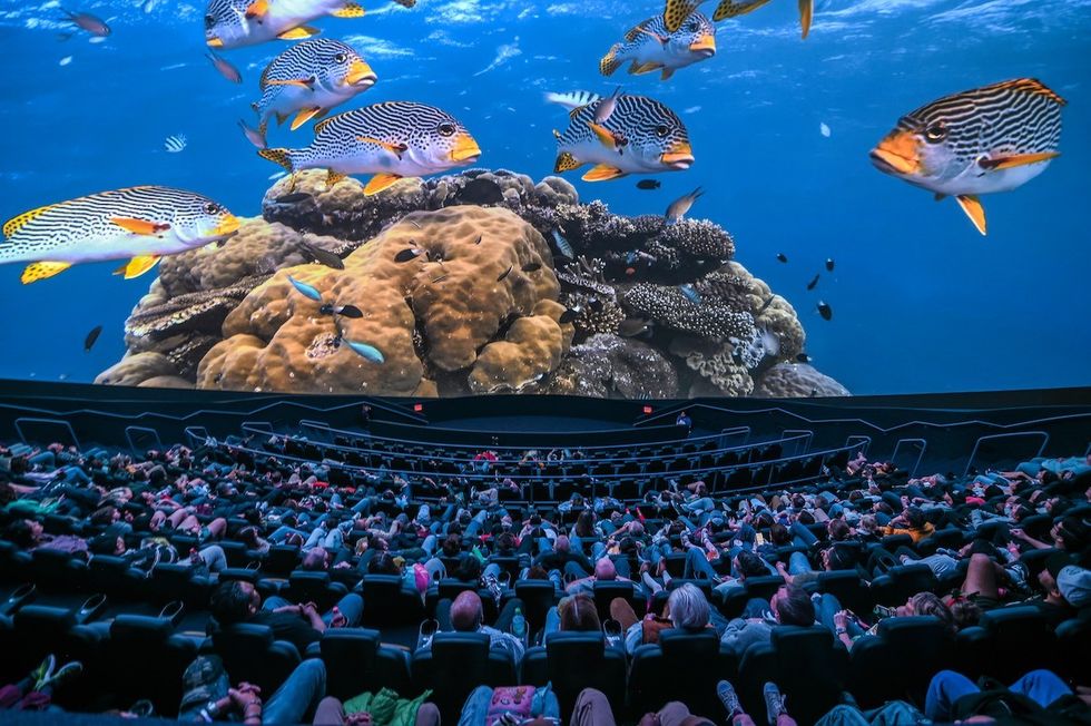 Guests watch Animal Kingdom at Fort Worth Museum of Science & History powered by COSM