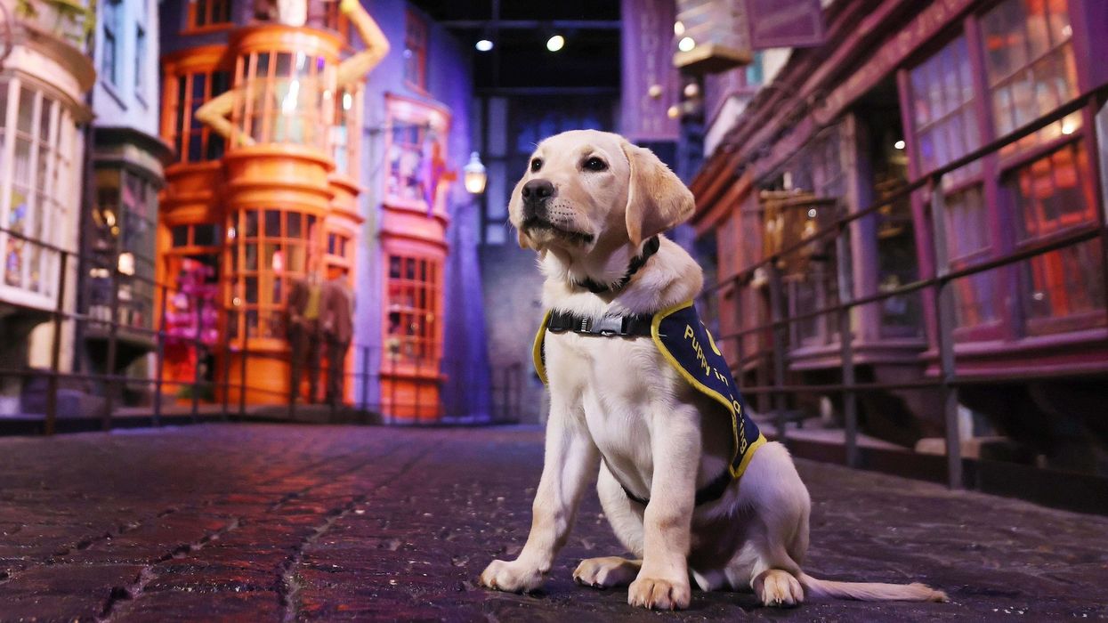 guide dogs warner bros studio tour