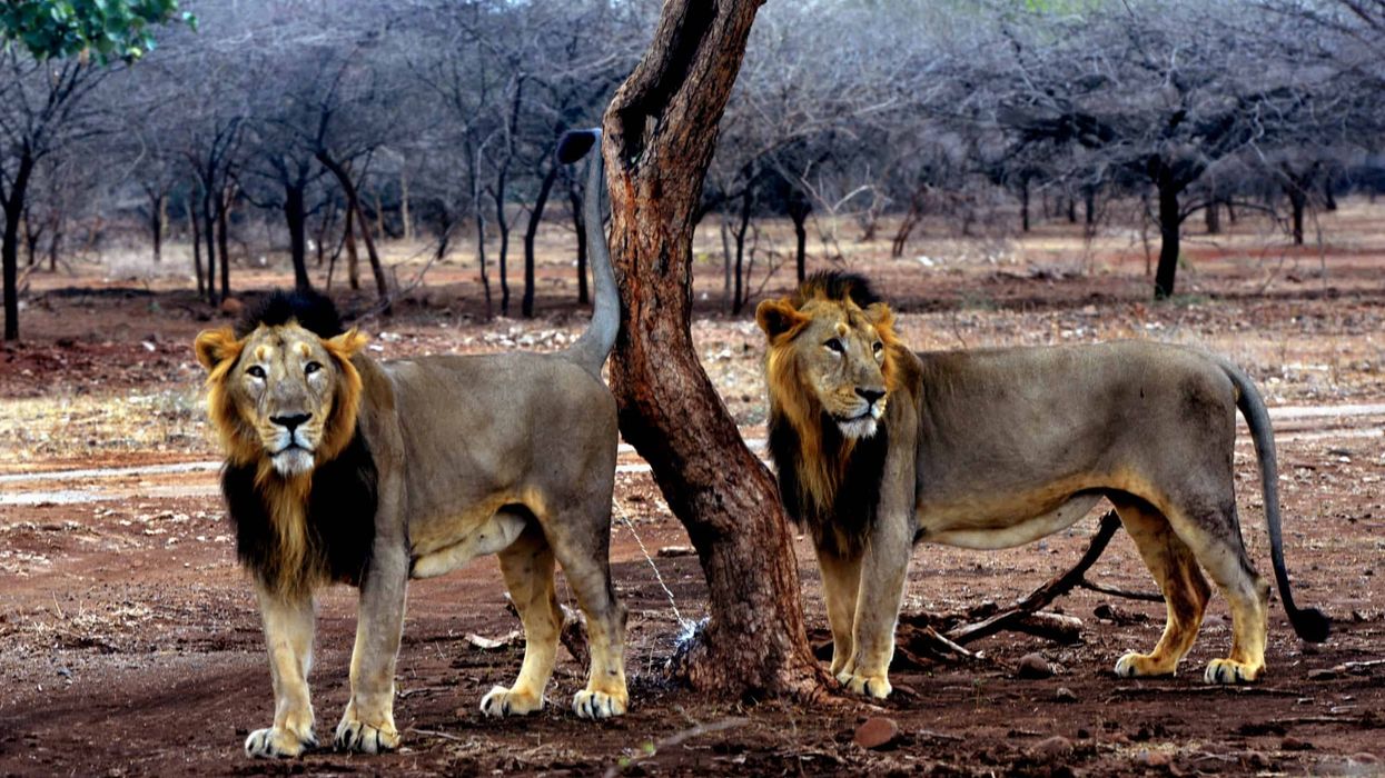 gujarat lion gir forest