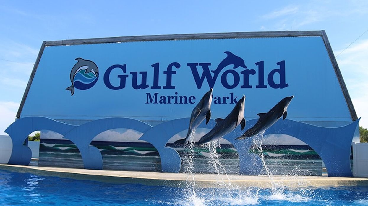 gulf world marine park