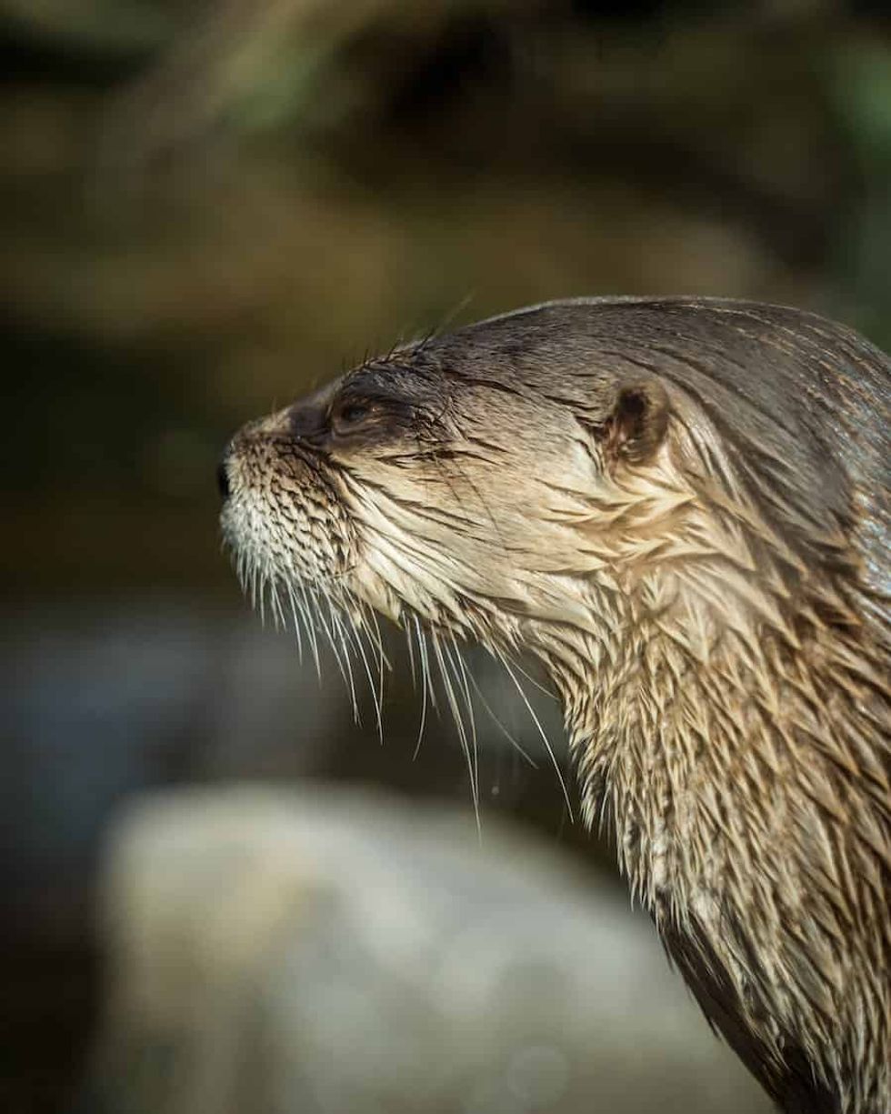 Haha the otter Slimbridge Wetland heroes