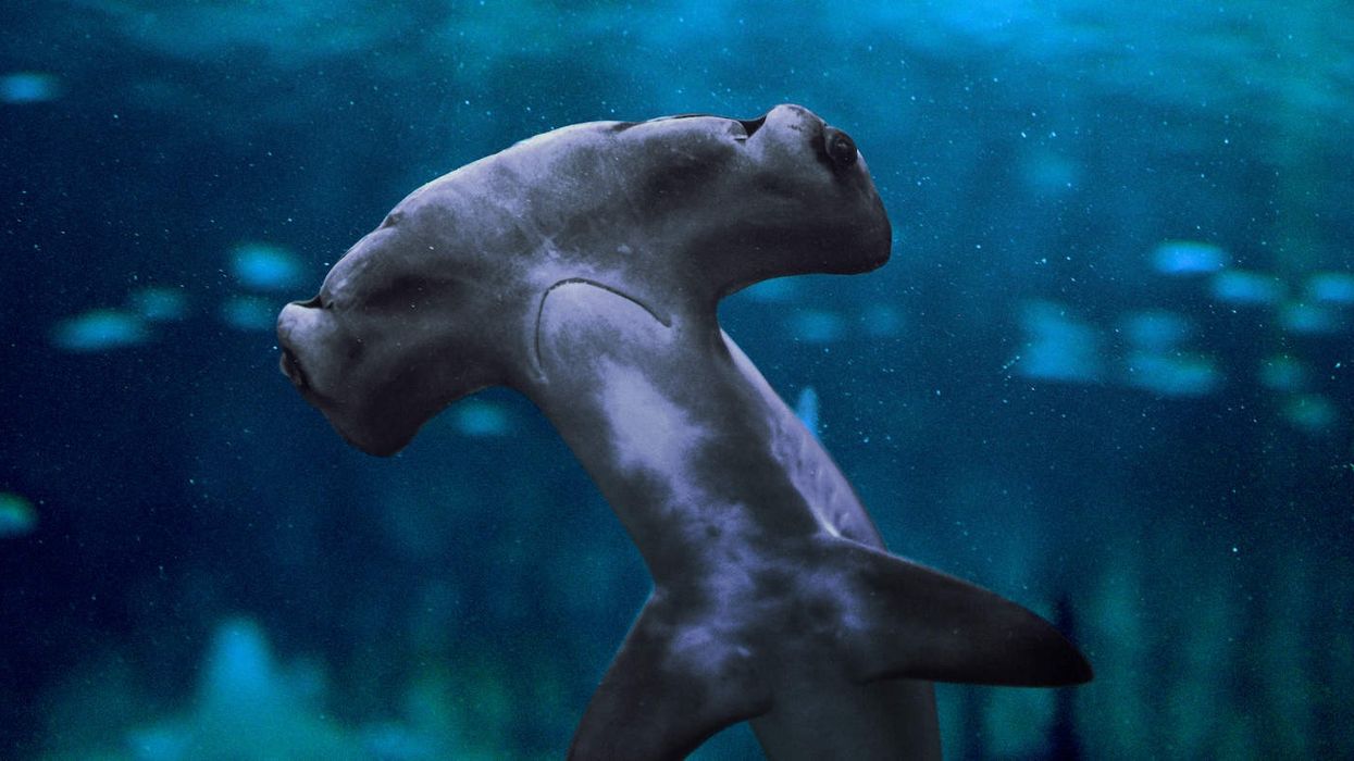 Hammerhead shark National Aquarium Abu Dhabi