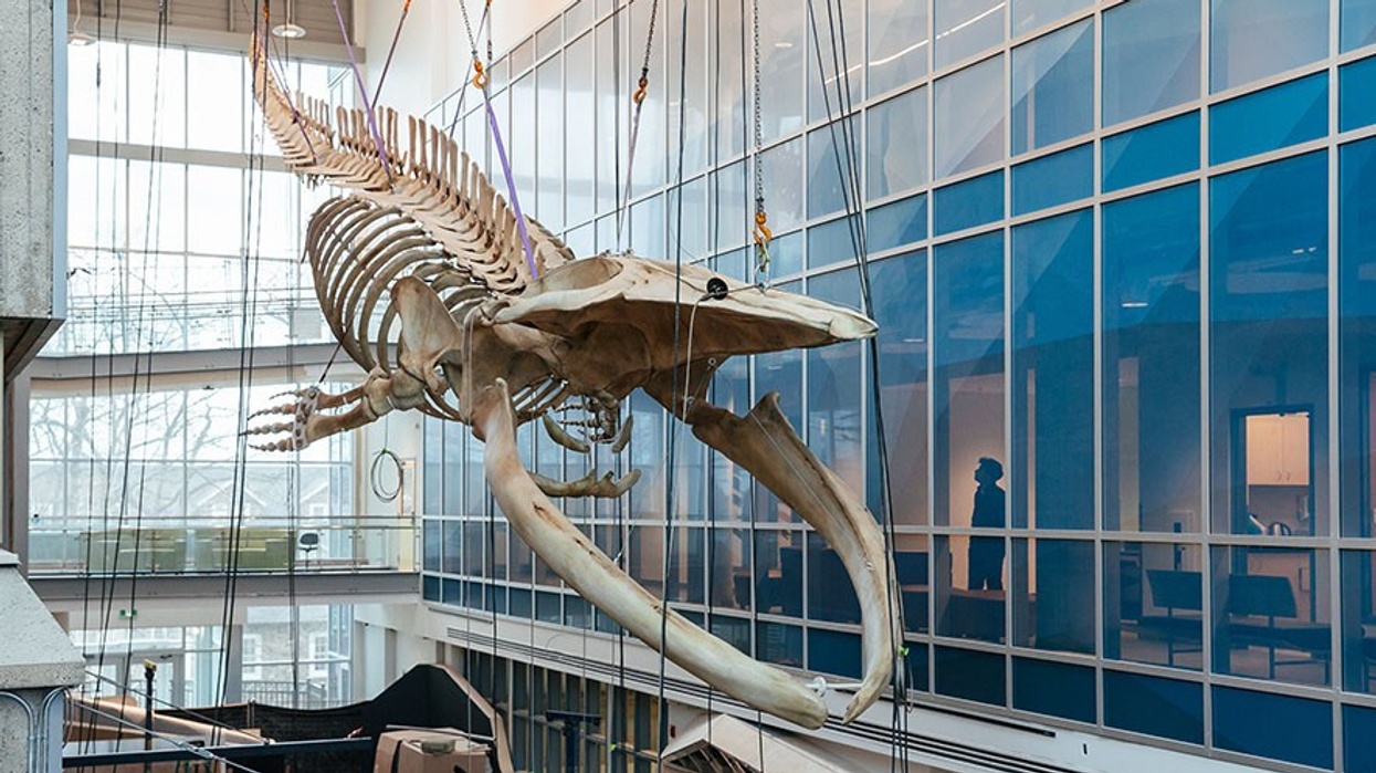 Hanging whale skeleton display in a modern glass-walled museum atrium.