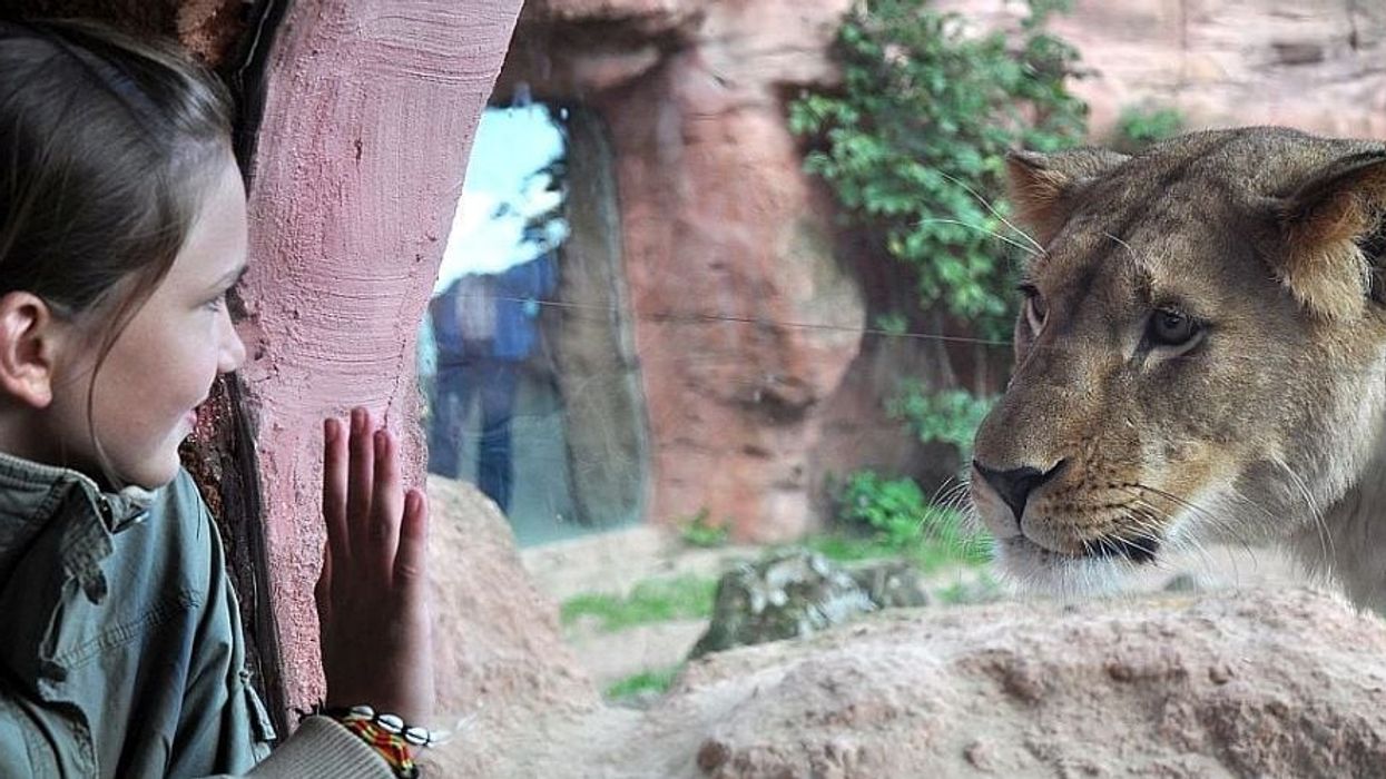 Hannover zoo visitor with lion