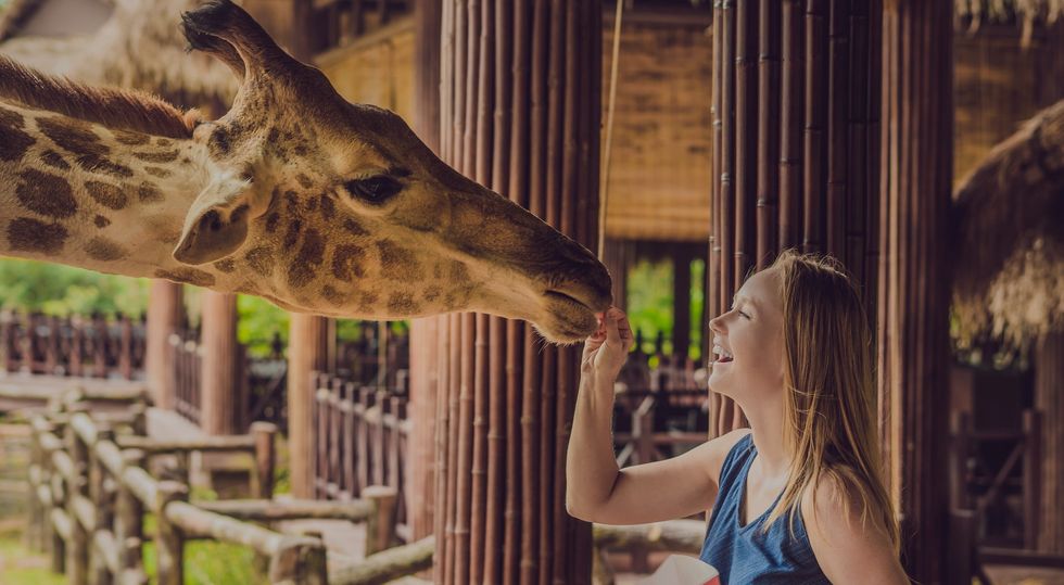 Happy young woman watching and feeding giraffe in zoo. Happy young woman having fun with animals safari park on warm summer day.