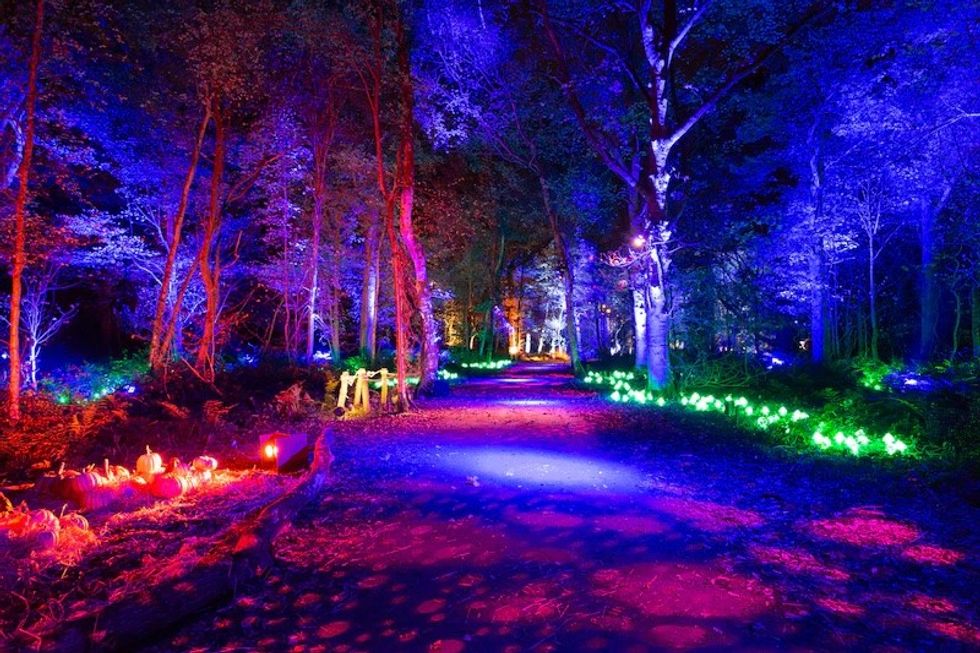 Harry Potter- A Forbidden Forest Experience thinkwell
