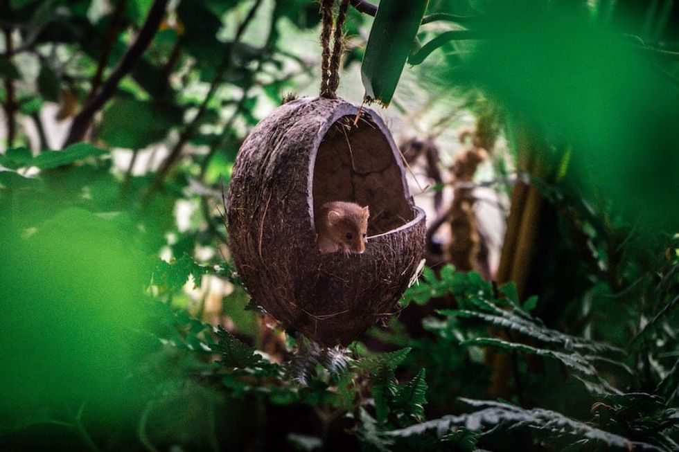 Harvest Mouse WWT Slimbridge