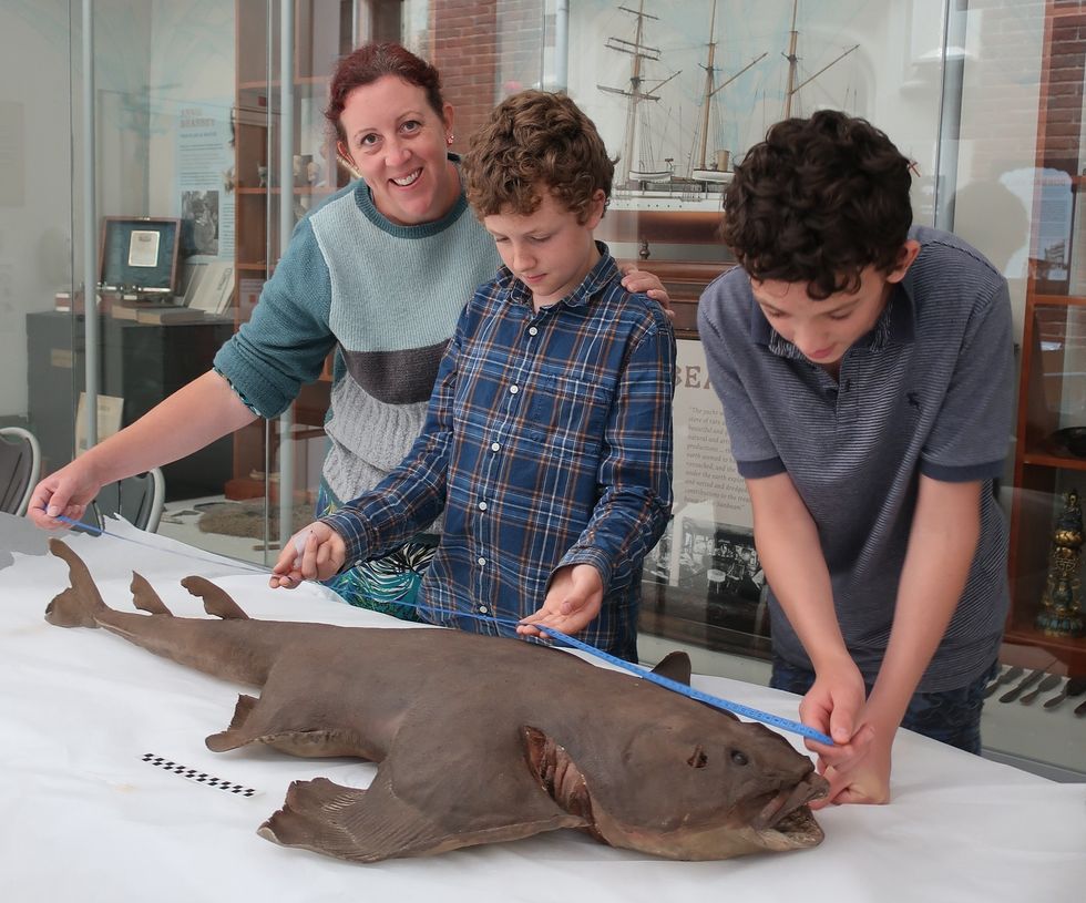 hastings museum and art gallery