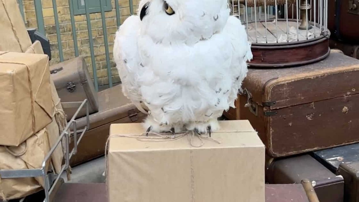 hedwig animatronic universal studios florida
