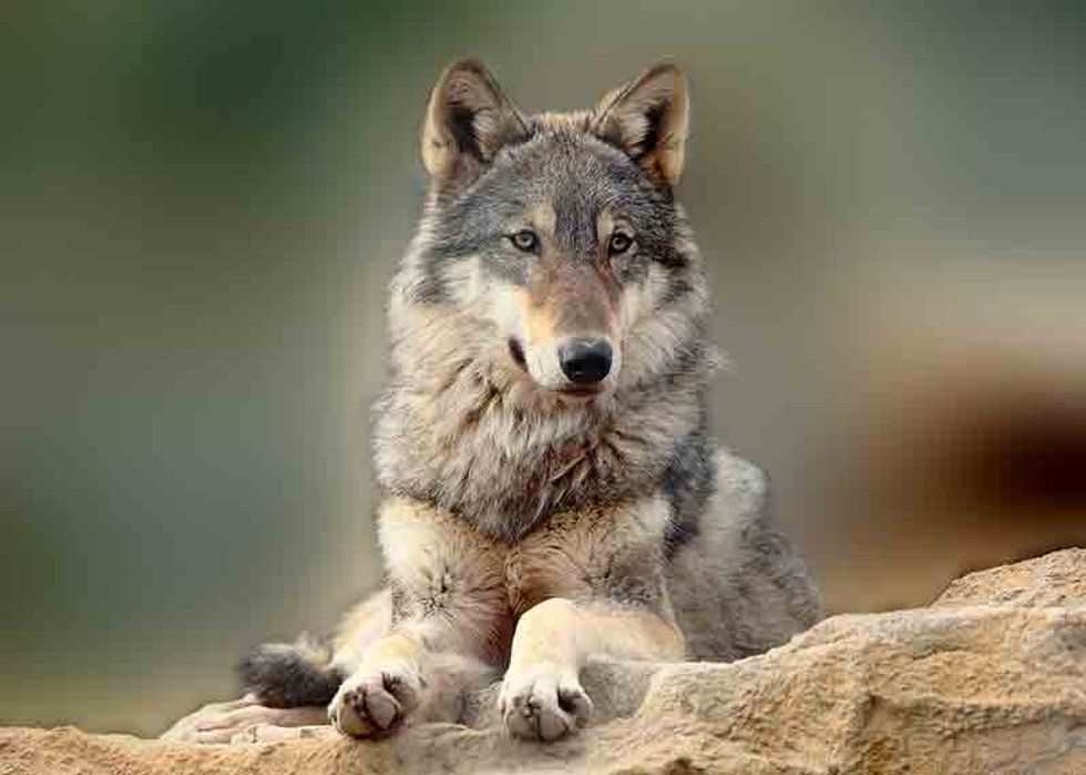 hendrix the wolf exmoor zoo