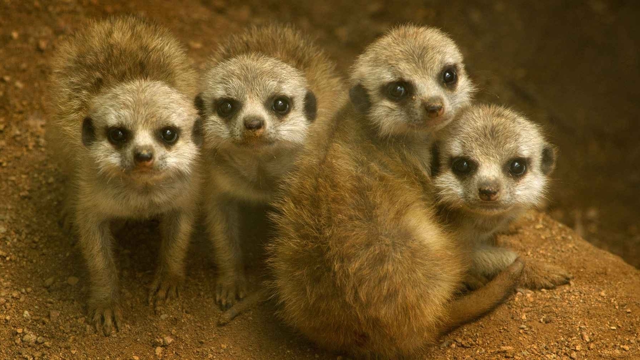 Heritage lottery funding means green light for Redbridge zoo