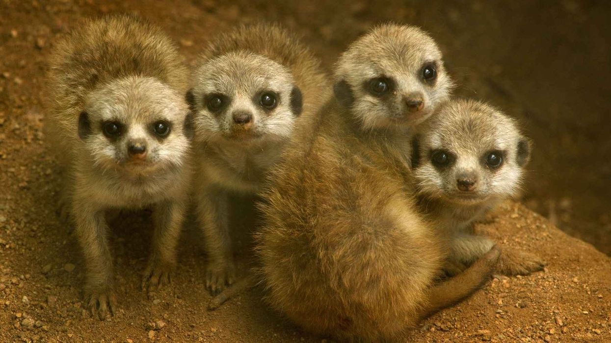 Heritage lottery funding means green light for Redbridge zoo