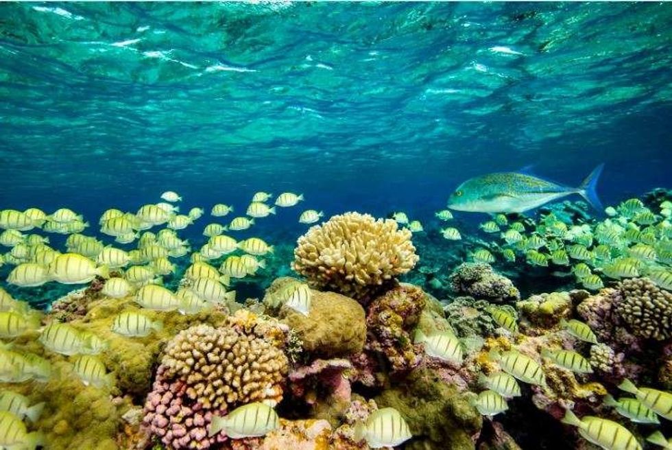 hidden pacific coral reef