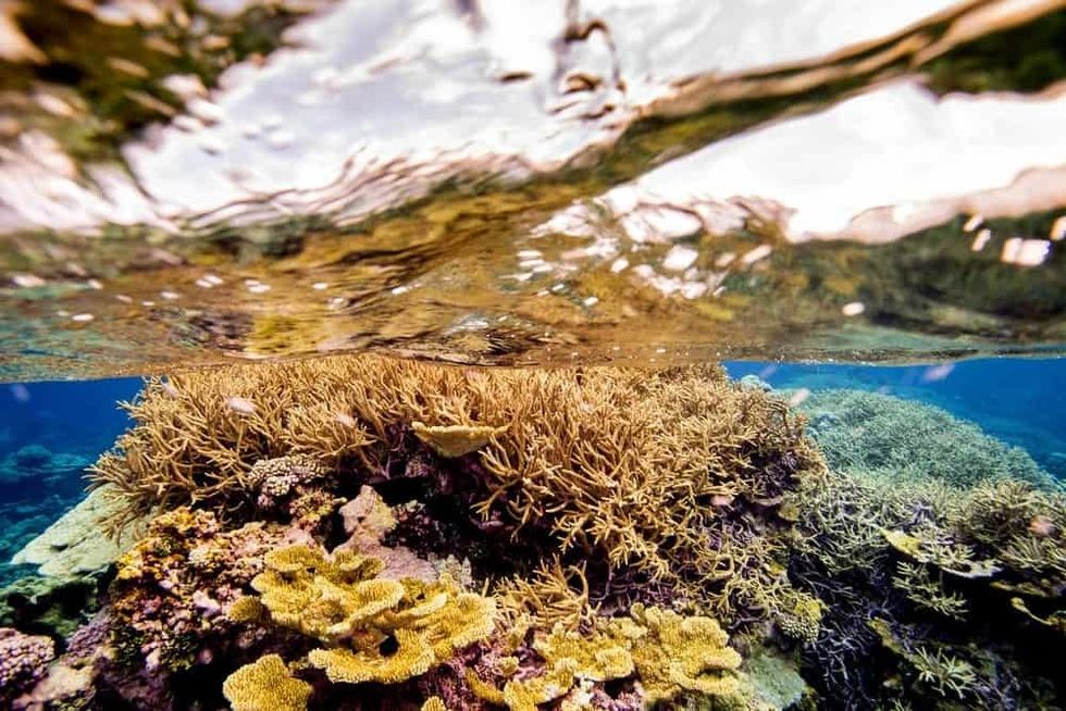 Hidden-Pacific-Giant-Screen-Films-Ian-Shive